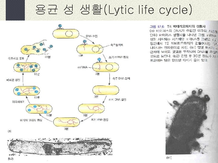 용균 성 생활(Lytic life cycle) 