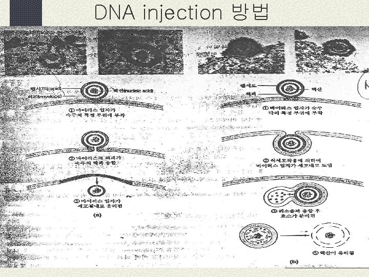 DNA injection 방법 