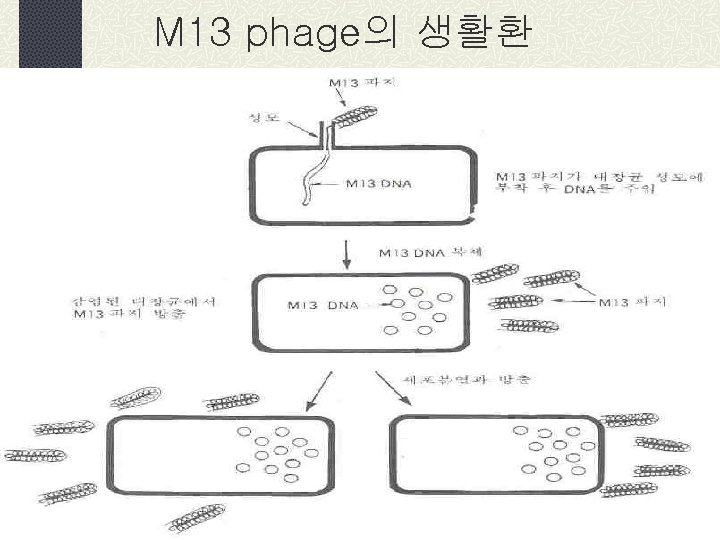 M 13 phage의 생활환 