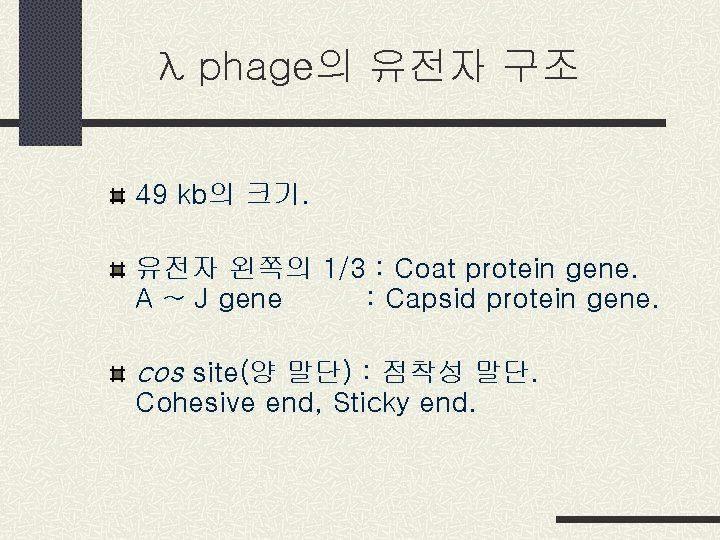 λ phage의 유전자 구조 49 kb의 크기. 유전자 왼쪽의 1/3 : Coat protein gene.