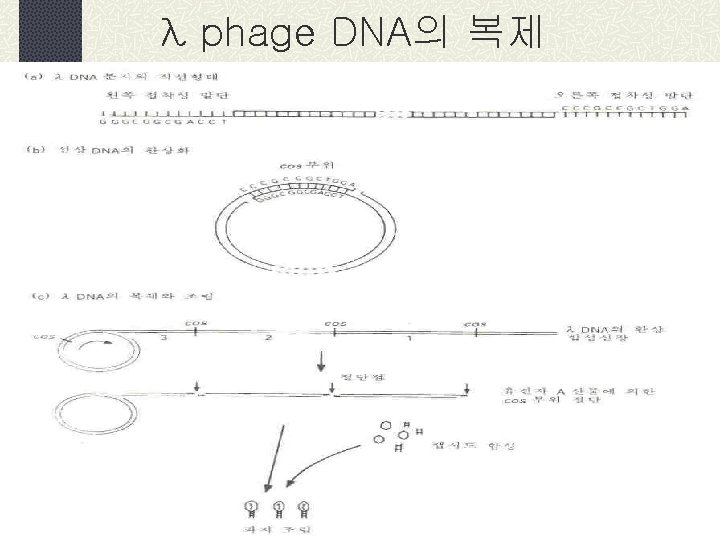 λ phage DNA의 복제 