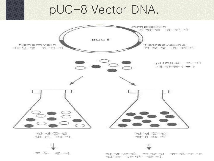 p. UC-8 Vector DNA. 