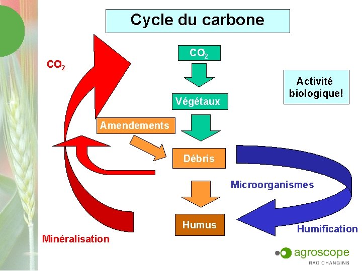 Cycle du carbone CO 2 Végétaux Activité biologique! Amendements Débris Microorganismes Humus Minéralisation Humification