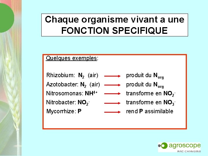 Chaque organisme vivant a une FONCTION SPECIFIQUE Quelques exemples: Rhizobium: N 2 (air) produit