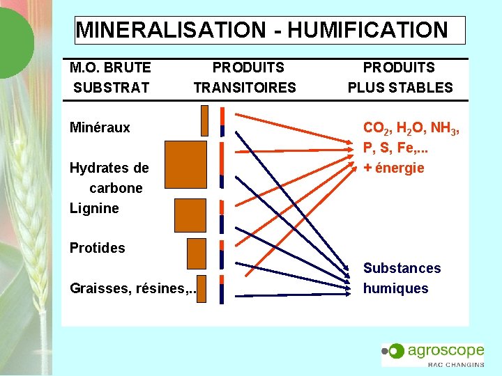 MINERALISATION - HUMIFICATION M. O. BRUTE PRODUITS SUBSTRAT TRANSITOIRES Minéraux Hydrates de carbone Lignine