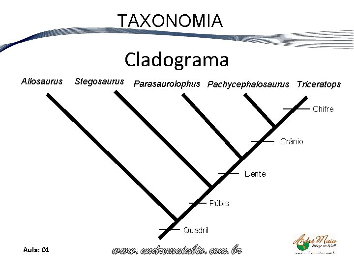TAXONOMIA Cladograma Allosaurus Stegosaurus Parasaurolophus Pachycephalosaurus Triceratops Chifre Crânio Dente Púbis Quadril Aula: 01