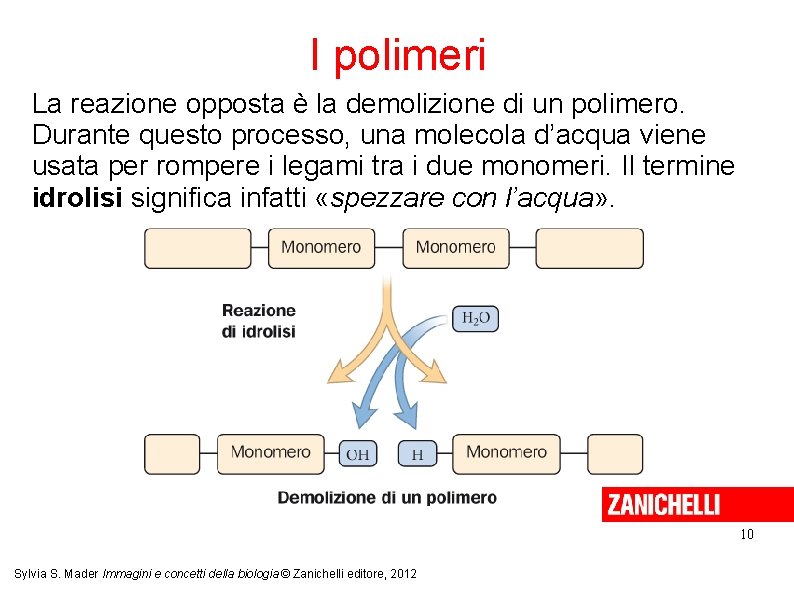 I polimeri La reazione opposta è la demolizione di un polimero. Durante questo processo,