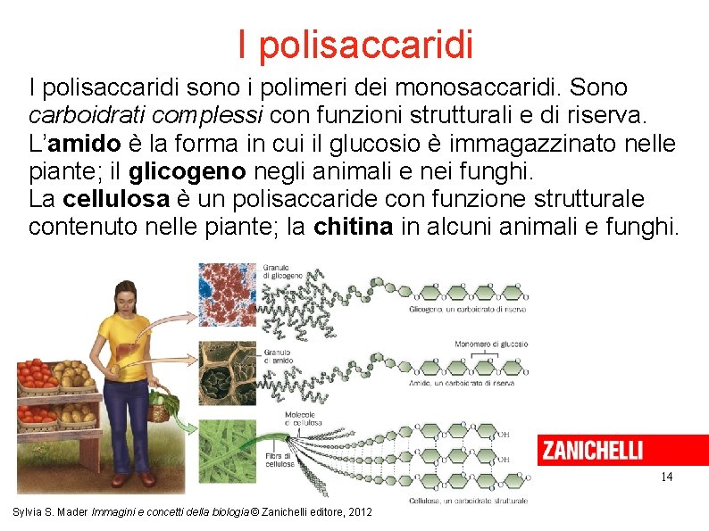 I polisaccaridi sono i polimeri dei monosaccaridi. Sono carboidrati complessi con funzioni strutturali e