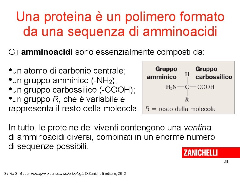 Una proteina è un polimero formato da una sequenza di amminoacidi Gli amminoacidi sono