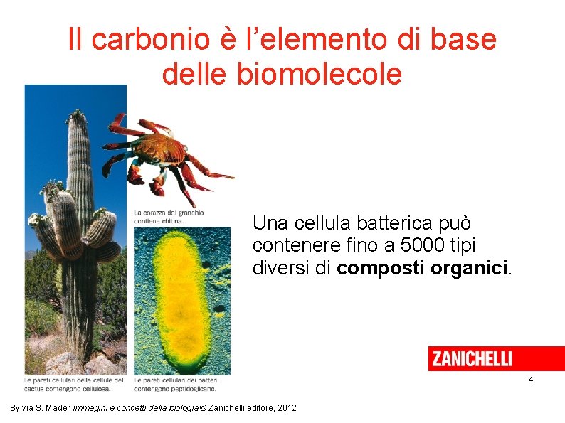 Il carbonio è l’elemento di base delle biomolecole Una cellula batterica può contenere fino