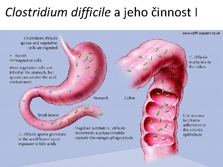 Clostridium difficile a jeho činnost I www. cdiff-support. co. uk 