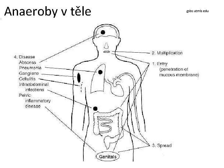 Anaeroby v těle gsbs. utmb. edu 