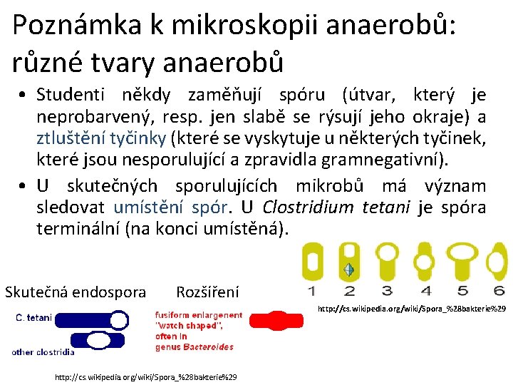 Poznámka k mikroskopii anaerobů: různé tvary anaerobů • Studenti někdy zaměňují spóru (útvar, který