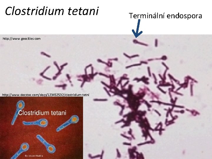 Clostridium tetani http: //www. geocities. com http: //www. docstoc. com/docs/123452532/clostridium-tetni Terminální endospora 