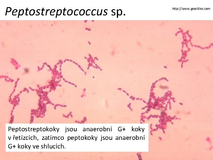 Peptostreptococcus sp. Peptostreptokoky jsou anaerobní G+ koky v řetízcích, zatímco peptokoky jsou anaerobní G+