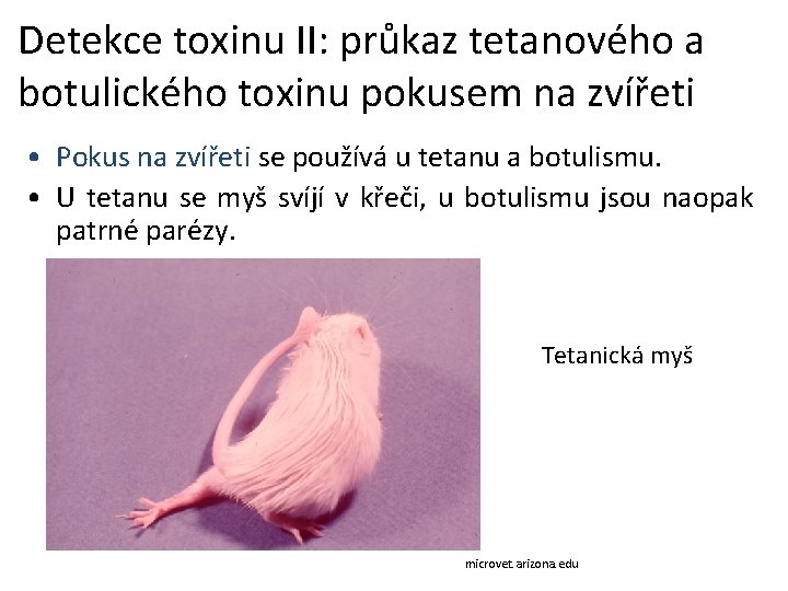 Detekce toxinu II: průkaz tetanového a botulického toxinu pokusem na zvířeti • Pokus na