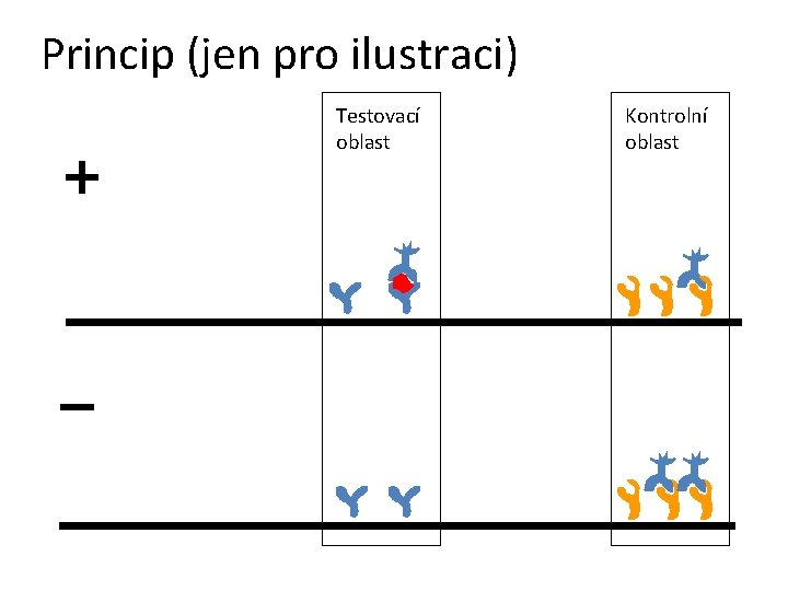 Princip (jen pro ilustraci) + – Testovací oblast Kontrolní oblast 
