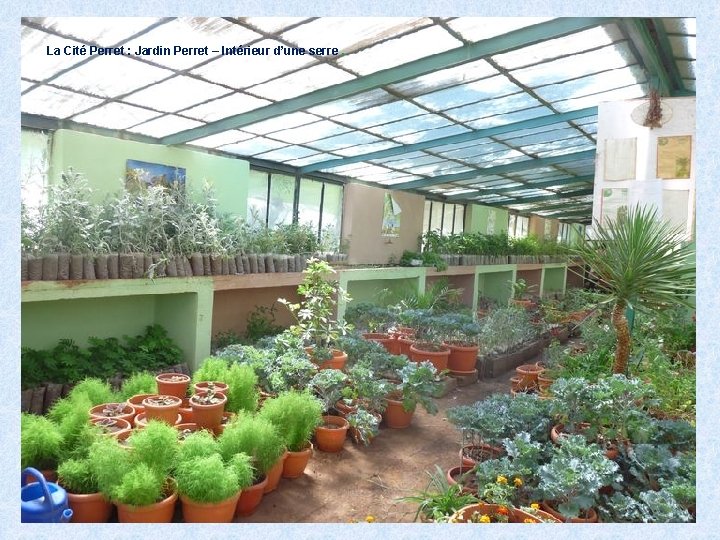 La Cité Perret : Jardin Perret – Intérieur d’une serre. 