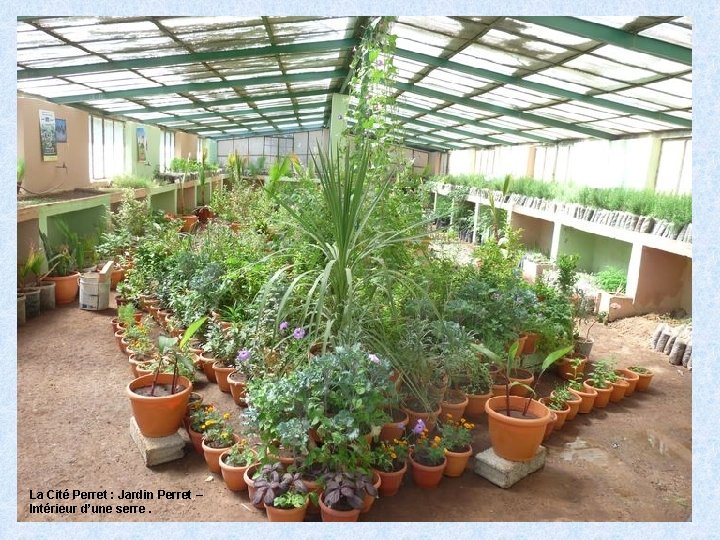 La Cité Perret : Jardin Perret – Intérieur d’une serre. 