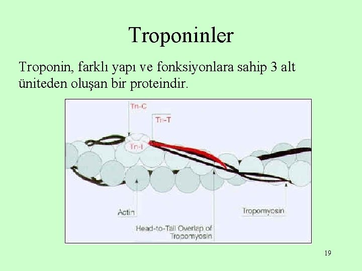 Troponinler Troponin, farklı yapı ve fonksiyonlara sahip 3 alt üniteden oluşan bir proteindir. 19