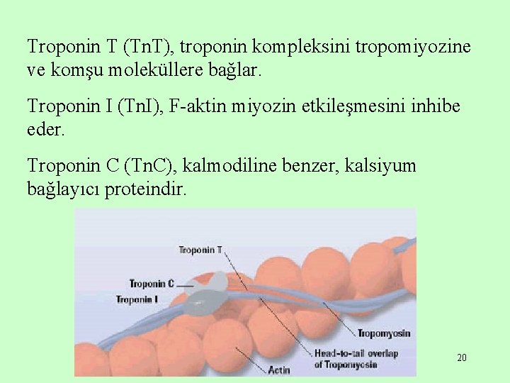 Troponin T (Tn. T), troponin kompleksini tropomiyozine ve komşu moleküllere bağlar. Troponin I (Tn.