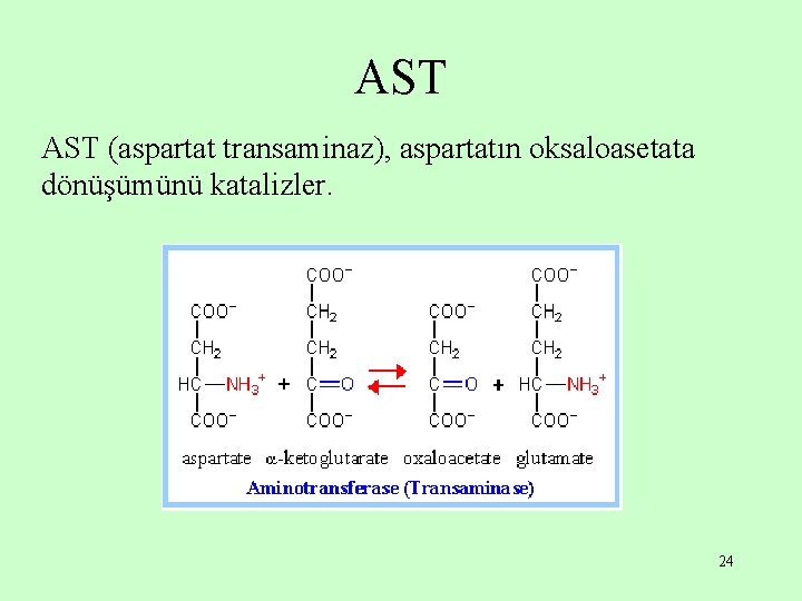 AST (aspartat transaminaz), aspartatın oksaloasetata dönüşümünü katalizler. 24 