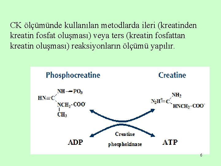 CK ölçümünde kullanılan metodlarda ileri (kreatinden kreatin fosfat oluşması) veya ters (kreatin fosfattan kreatin