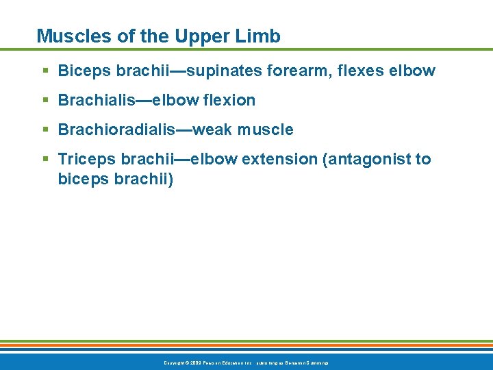 Muscles of the Upper Limb § Biceps brachii—supinates forearm, flexes elbow § Brachialis—elbow flexion