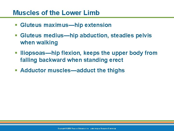 Muscles of the Lower Limb § Gluteus maximus—hip extension § Gluteus medius—hip abduction, steadies