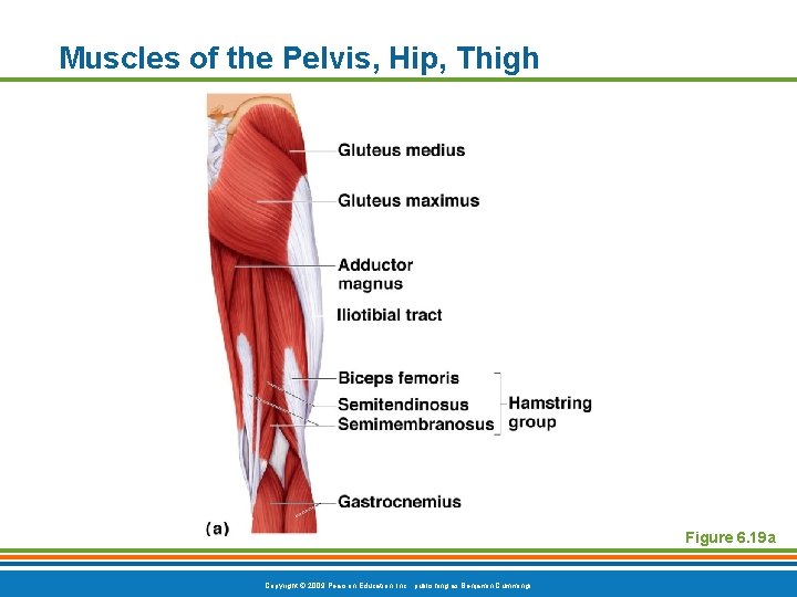 Muscles of the Pelvis, Hip, Thigh Figure 6. 19 a Copyright © 2009 Pearson