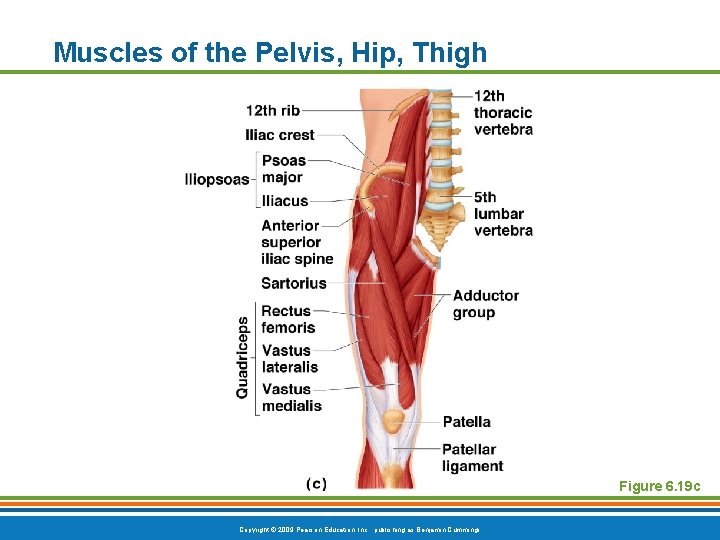 Muscles of the Pelvis, Hip, Thigh Figure 6. 19 c Copyright © 2009 Pearson