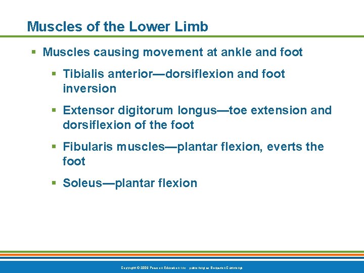 Muscles of the Lower Limb § Muscles causing movement at ankle and foot §