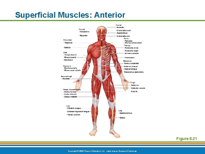 Superficial Muscles: Anterior Figure 6. 21 Copyright © 2009 Pearson Education, Inc. , publishing