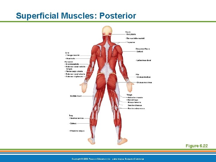 Superficial Muscles: Posterior Figure 6. 22 Copyright © 2009 Pearson Education, Inc. , publishing