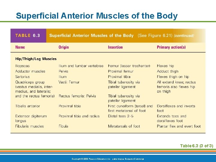 Superficial Anterior Muscles of the Body Table 6. 3 (3 of 3) Copyright ©