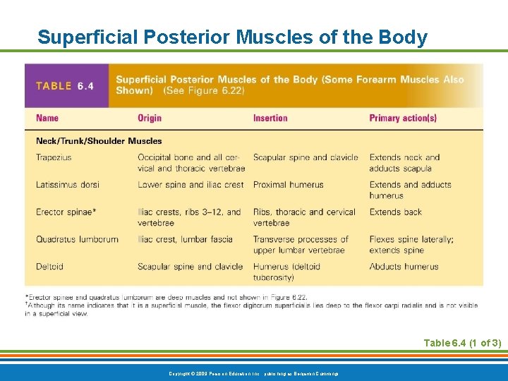 Superficial Posterior Muscles of the Body Table 6. 4 (1 of 3) Copyright ©