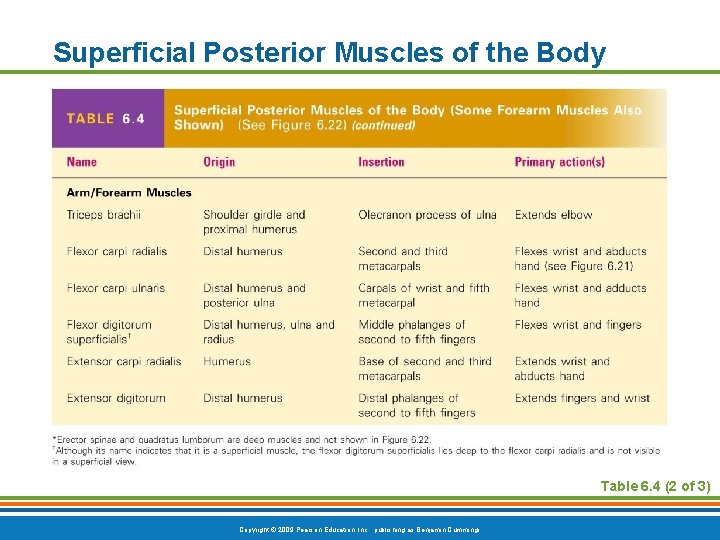 Superficial Posterior Muscles of the Body Table 6. 4 (2 of 3) Copyright ©