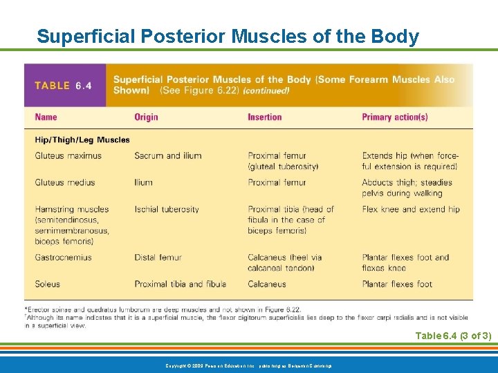 Superficial Posterior Muscles of the Body Table 6. 4 (3 of 3) Copyright ©