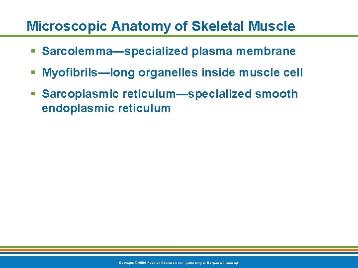 Microscopic Anatomy of Skeletal Muscle § Sarcolemma—specialized plasma membrane § Myofibrils—long organelles inside muscle