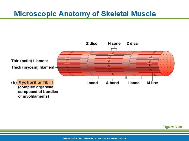 Microscopic Anatomy of Skeletal Muscle Figure 6. 3 b Copyright © 2009 Pearson Education,