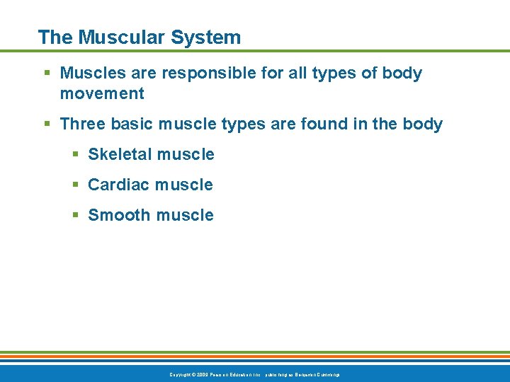 The Muscular System § Muscles are responsible for all types of body movement §