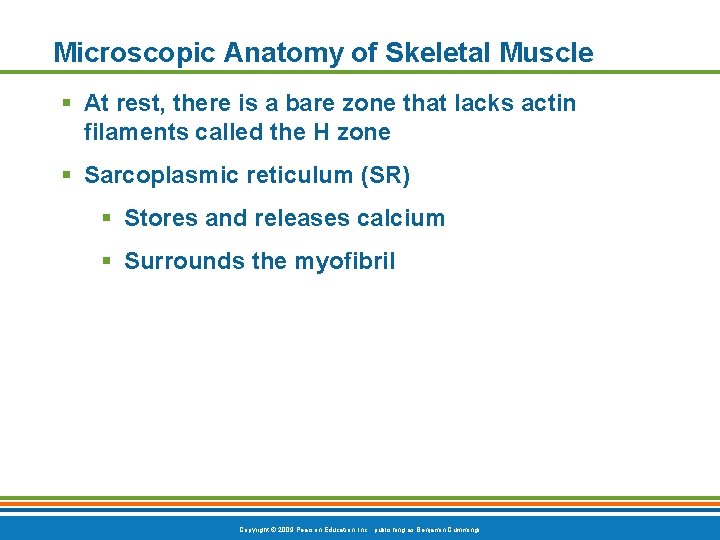Microscopic Anatomy of Skeletal Muscle § At rest, there is a bare zone that