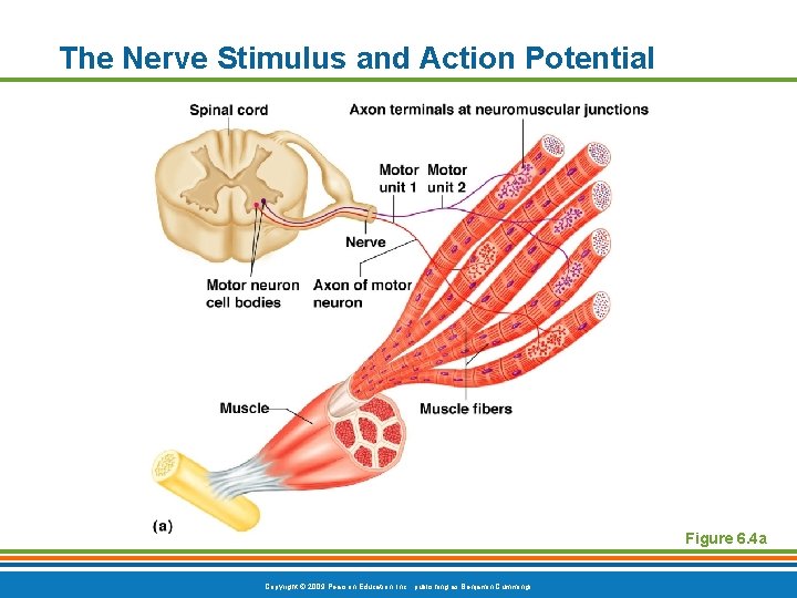 The Nerve Stimulus and Action Potential Figure 6. 4 a Copyright © 2009 Pearson