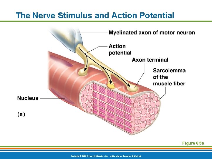 The Nerve Stimulus and Action Potential Figure 6. 5 a Copyright © 2009 Pearson