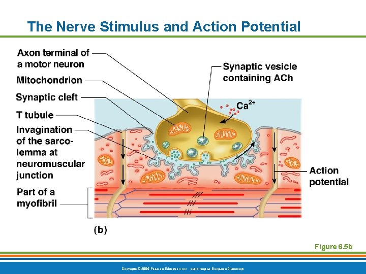 The Nerve Stimulus and Action Potential Figure 6. 5 b Copyright © 2009 Pearson