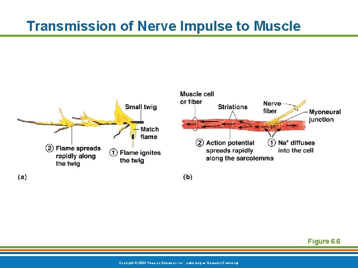 Transmission of Nerve Impulse to Muscle Figure 6. 6 Copyright © 2009 Pearson Education,