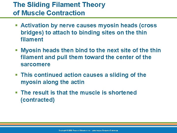 The Sliding Filament Theory of Muscle Contraction § Activation by nerve causes myosin heads