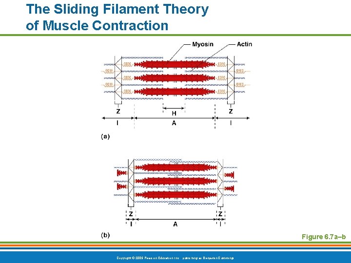 The Sliding Filament Theory of Muscle Contraction Figure 6. 7 a–b Copyright © 2009