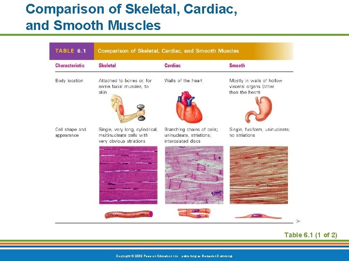 Comparison of Skeletal, Cardiac, and Smooth Muscles Table 6. 1 (1 of 2) Copyright