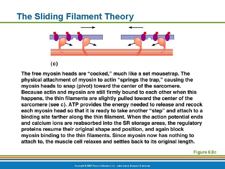 The Sliding Filament Theory Figure 6. 8 c Copyright © 2009 Pearson Education, Inc.